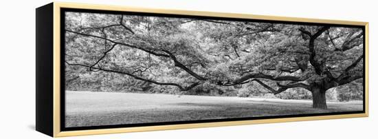 Old tree in park, Stuttgart, Baden Wurttemberg, Germany-Panoramic Images-Framed Premier Image Canvas