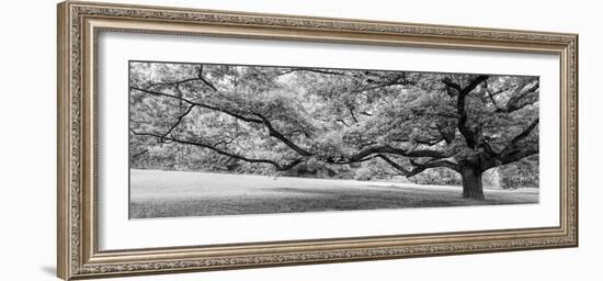 Old tree in park, Stuttgart, Baden Wurttemberg, Germany-Panoramic Images-Framed Photographic Print