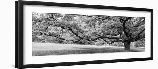 Old tree in park, Stuttgart, Baden Wurttemberg, Germany-Panoramic Images-Framed Photographic Print