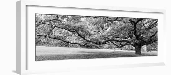 Old tree in park, Stuttgart, Baden Wurttemberg, Germany-Panoramic Images-Framed Photographic Print