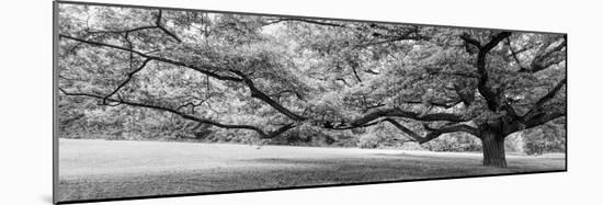 Old tree in park, Stuttgart, Baden Wurttemberg, Germany-Panoramic Images-Mounted Photographic Print