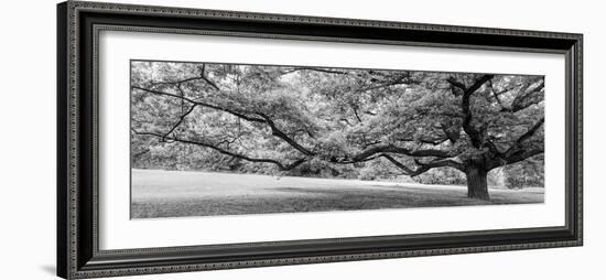 Old tree in park, Stuttgart, Baden Wurttemberg, Germany-Panoramic Images-Framed Photographic Print