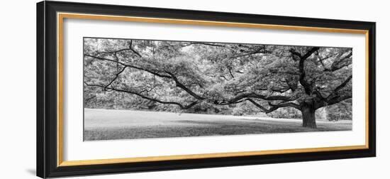 Old tree in park, Stuttgart, Baden Wurttemberg, Germany-Panoramic Images-Framed Photographic Print