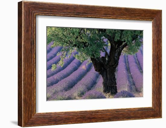 Old Tree Provence Lavender-null-Framed Art Print