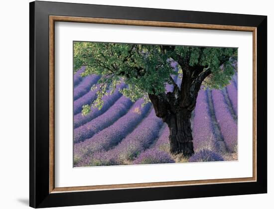 Old Tree Provence Lavender-null-Framed Art Print