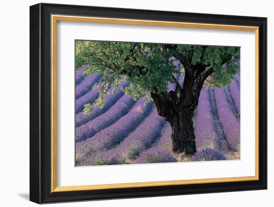 Old Tree Provence Lavender-null-Framed Art Print