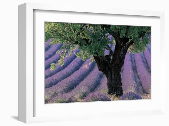 Old Tree Provence Lavender-null-Framed Art Print