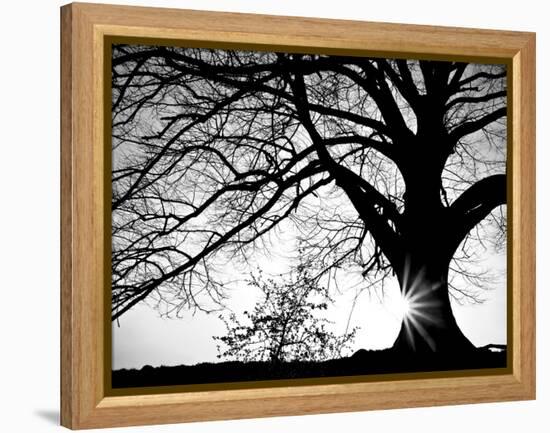 Old Tree-PhotoINC-Framed Premier Image Canvas