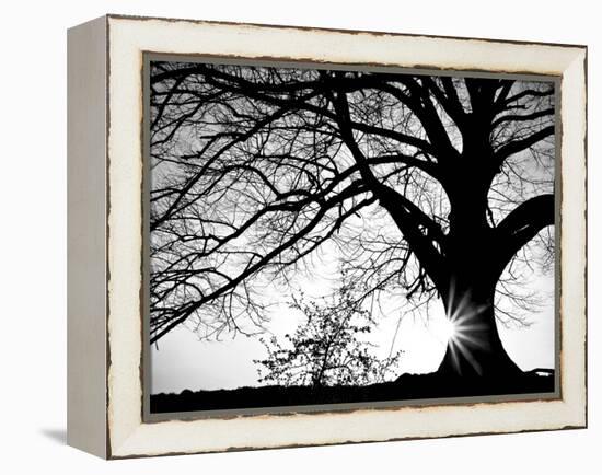 Old Tree-PhotoINC-Framed Premier Image Canvas
