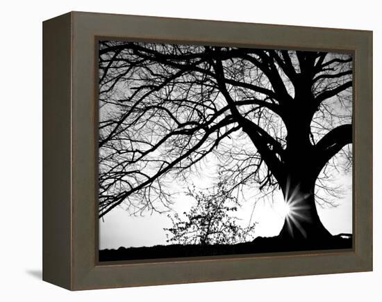 Old Tree-PhotoINC-Framed Premier Image Canvas