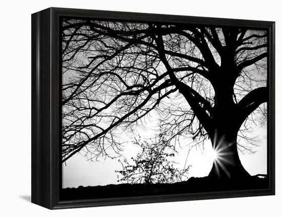 Old Tree-PhotoINC-Framed Premier Image Canvas