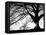 Old Tree-PhotoINC-Framed Premier Image Canvas