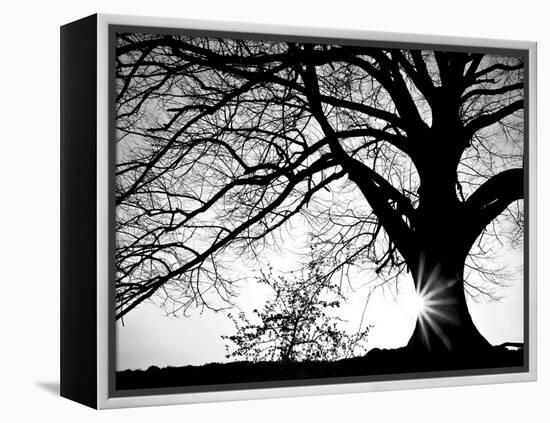 Old Tree-PhotoINC-Framed Premier Image Canvas