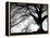 Old Tree-PhotoINC-Framed Premier Image Canvas