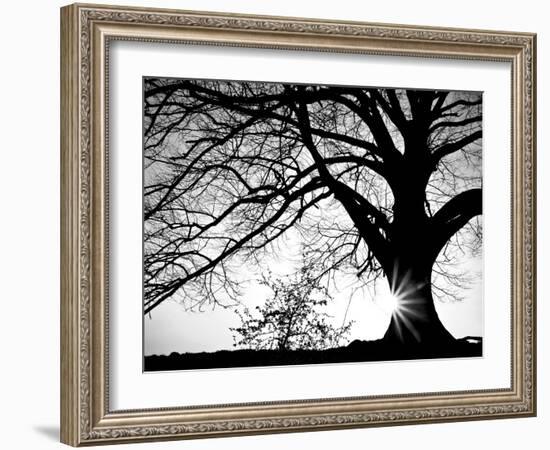 Old Tree-PhotoINC-Framed Photographic Print