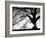 Old Tree-PhotoINC-Framed Photographic Print