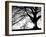 Old Tree-PhotoINC-Framed Photographic Print