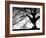 Old Tree-PhotoINC-Framed Photographic Print