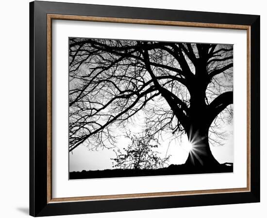 Old Tree-PhotoINC-Framed Photographic Print