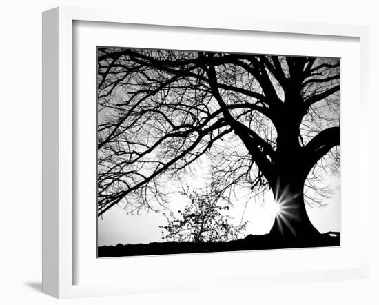 Old Tree-PhotoINC-Framed Photographic Print