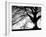 Old Tree-PhotoINC-Framed Photographic Print