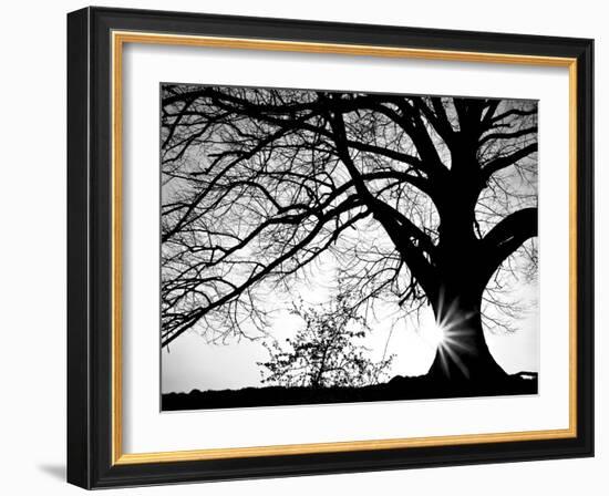 Old Tree-PhotoINC-Framed Photographic Print