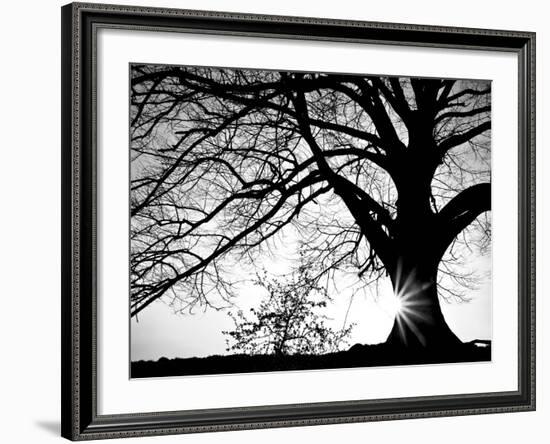 Old Tree-PhotoINC-Framed Photographic Print