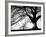 Old Tree-PhotoINC-Framed Photographic Print