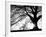 Old Tree-PhotoINC-Framed Photographic Print