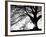 Old Tree-PhotoINC-Framed Photographic Print