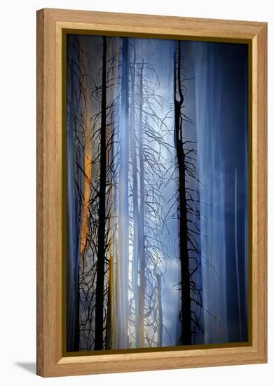 Old Trees-Ursula Abresch-Framed Premier Image Canvas