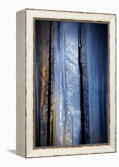 Old Trees-Ursula Abresch-Framed Premier Image Canvas