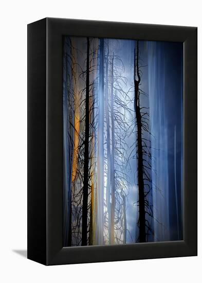 Old Trees-Ursula Abresch-Framed Premier Image Canvas