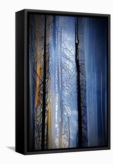 Old Trees-Ursula Abresch-Framed Premier Image Canvas