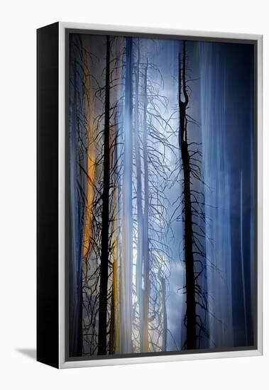 Old Trees-Ursula Abresch-Framed Premier Image Canvas