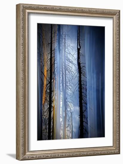 Old Trees-Ursula Abresch-Framed Photographic Print