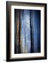 Old Trees-Ursula Abresch-Framed Photographic Print