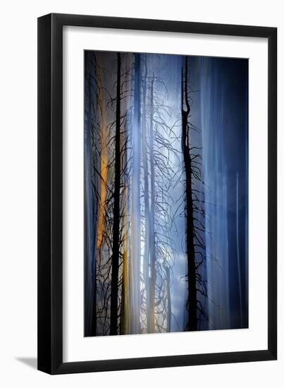 Old Trees-Ursula Abresch-Framed Photographic Print