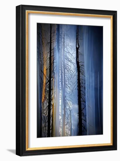 Old Trees-Ursula Abresch-Framed Photographic Print