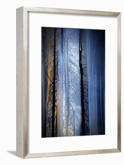 Old Trees-Ursula Abresch-Framed Photographic Print