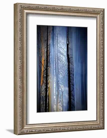 Old Trees-Ursula Abresch-Framed Photographic Print