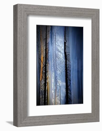 Old Trees-Ursula Abresch-Framed Photographic Print