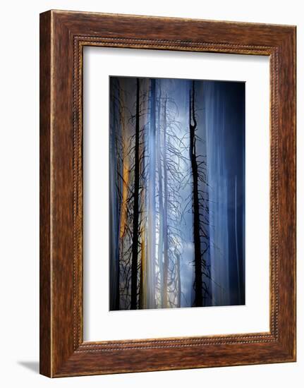 Old Trees-Ursula Abresch-Framed Photographic Print