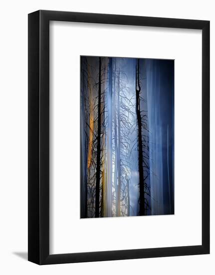 Old Trees-Ursula Abresch-Framed Photographic Print