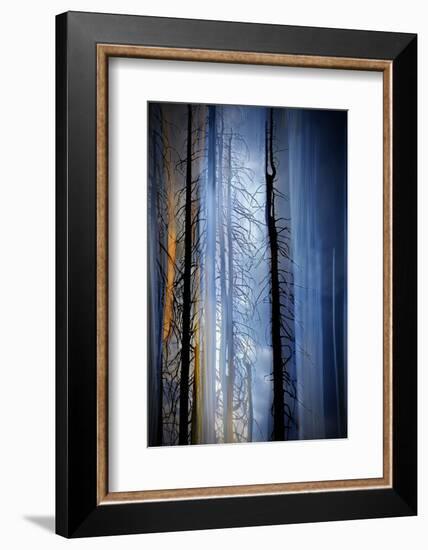 Old Trees-Ursula Abresch-Framed Photographic Print