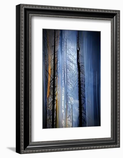 Old Trees-Ursula Abresch-Framed Photographic Print