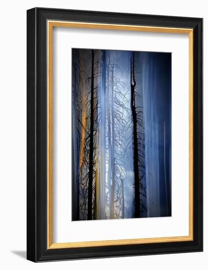 Old Trees-Ursula Abresch-Framed Premium Photographic Print