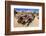 Old truck at the Wall Street Stamp Mill, Joshua Tree National Park, California, USA-Russ Bishop-Framed Photographic Print