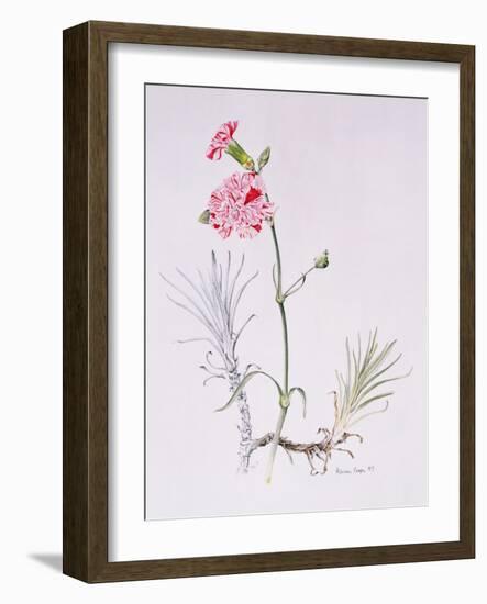 Old Variety of Dianthus, 1997 (Watercolour on Paper)-Alison Cooper-Framed Giclee Print