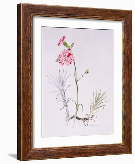 Old Variety of Dianthus, 1997 (Watercolour on Paper)-Alison Cooper-Framed Giclee Print